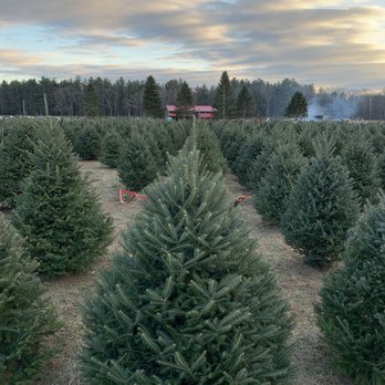 Chestnut Mountain Christmas Tree Farm - Christmas Trees Near Me - Hatfield, Massachusetts Chestnut Mountain Christmas Tree Farm - Christmas Trees Near Me - Hatfield, Massachusetts