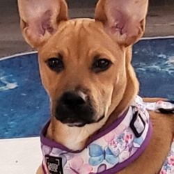 Luke's Lodge and Dog Training - I fell in love with those EARS!!