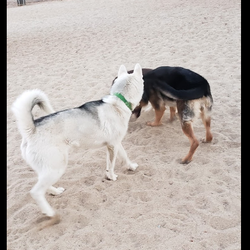 The Ranch Bark Park