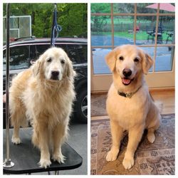 Dog Days of Buffalo - Cheektowaga - Before and after grooming transformation!