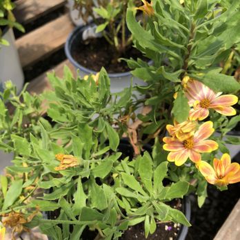 Marshall Grain Company - Nurseries & Gardening Near Me - Colleyville, Texas