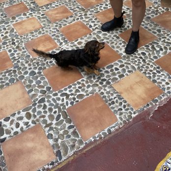 La Paloma Las Flores - Doggy Chief welcomes you!!! - Hotels Near Me - Avalon, California