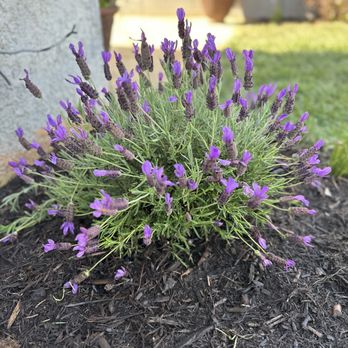 Newport Landscape - a lavender bush with purple flowers - Landscaping Near Me Newport Landscape - a lavender bush with purple flowers - Landscaping Near Me