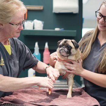 Absecon Veterinary Hospital - Canine Vaccines - Veterinarians Near Me - Absecon, New Jersey