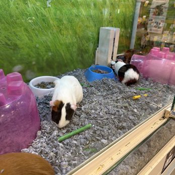 PetSmart - Pet Stores Near Me - San Diego, California PetSmart - Pet Stores Near Me - San Diego, California