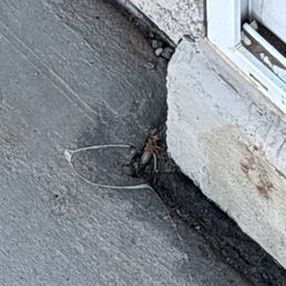 Solifugae