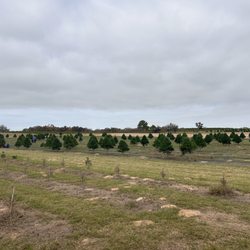 Elgin Christmas Tree Farm - The trees they are selling for $109