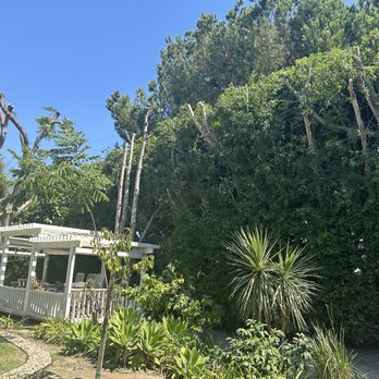 tree service - Tree Services Near Me tree service - Tree Services Near Me