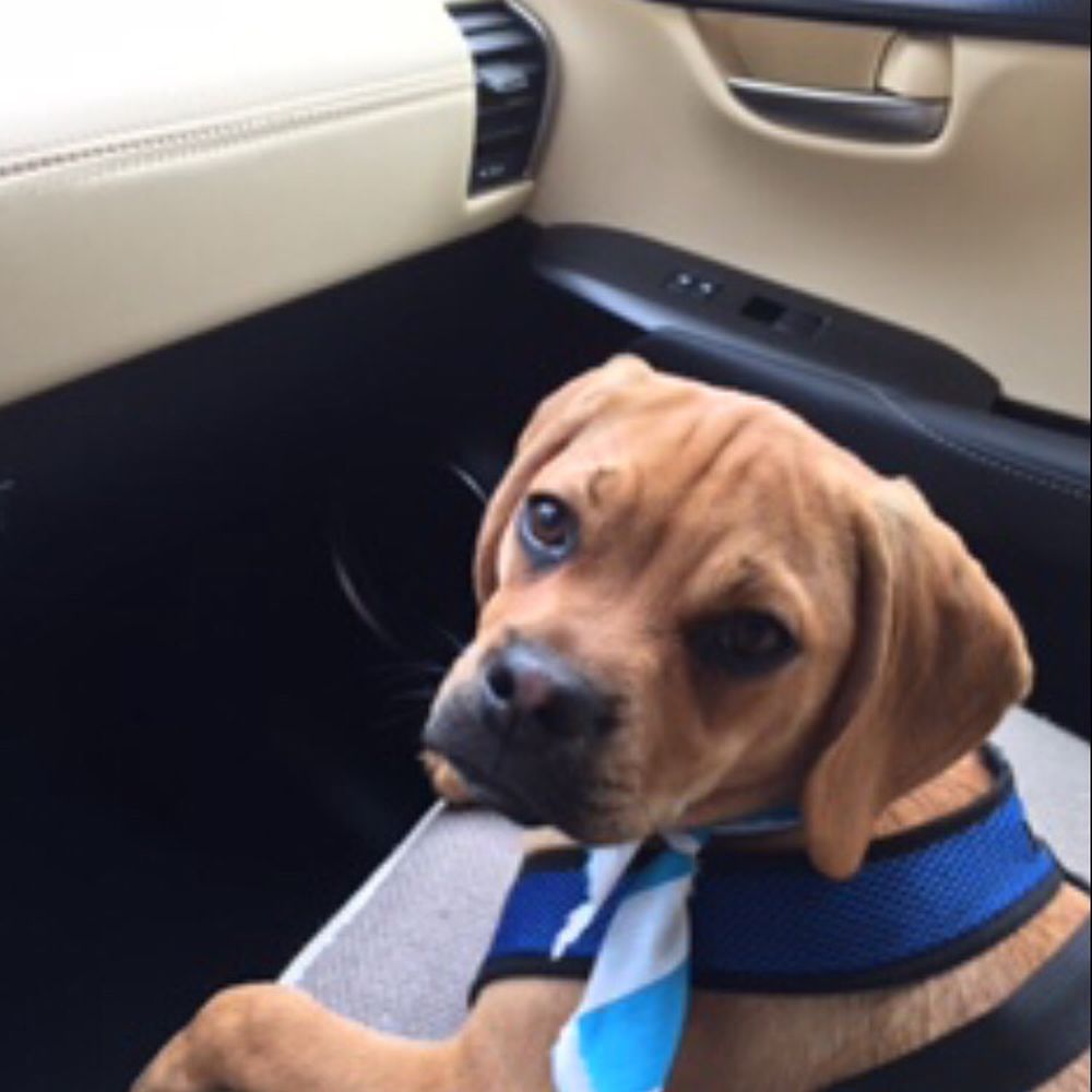Robin Roy Dog Training - Gibbs !! My puppy - Pet Training Near Me Robin Roy Dog Training - Gibbs !! My puppy - Pet Training Near Me