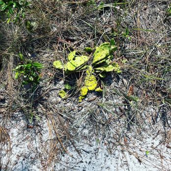 Carolina Beach State Park - Cactus - Parks Near Me - Carolina Beach, North Carolina Carolina Beach State Park - Cactus - Parks Near Me - Carolina Beach, North Carolina