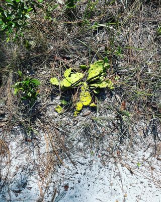 Carolina Beach State Park by null