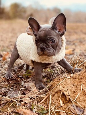 Ethical Frenchie by null