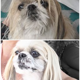 My gizzy: before and after her visit to Sante today! My gizzy: before and after her visit to Sante today!