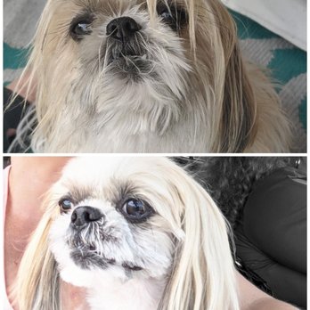 Pet Spaw Miami - My gizzy: before and after her visit to Sante today! - Pet Groomers Near Me - Palmetto Bay, Florida Pet Spaw Miami - My gizzy: before and after her visit to Sante today! - Pet Groomers Near Me - Palmetto Bay, Florida