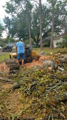 Tree Trimming/Removal - If you have trees that you would like to have removed, Boni Tree Service & Stump Grinding delivers the tree removal services you need. Our tree removal experts remove the tree or trees in question to whatever extent you prefer, including complete extraction. Whatever your needs and preferences may be, we can accommodate. If you would like to take advantage of our services for tree removal or if you are in need of emergency tree removal, contact Boni Tree Service & Stump Grinding today. Tree Trimming/Removal - If you have trees that you would like to have removed, Boni Tree Service & Stump Grinding delivers the tree removal services you need. Our tree removal experts remove the tree or trees in question to whatever extent you prefer, including complete extraction. Whatever your needs and preferences may be, we can accommodate. If you would like to take advantage of our services for tree removal or if you are in need of emergency tree removal, contact Boni Tree Service & Stump Grinding today.