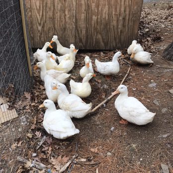 A Tiny House Resort - Huddling ducks - Resorts Near Me - South Cairo, New York A Tiny House Resort - Huddling ducks - Resorts Near Me - South Cairo, New York
