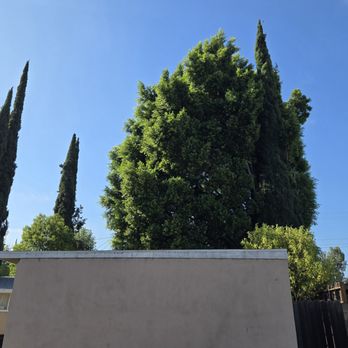 Affordable Tree Care - This is Before they removed the trees. - Tree Services Near Me Affordable Tree Care - This is Before they removed the trees. - Tree Services Near Me