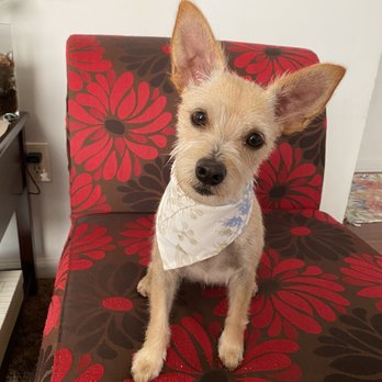 K9 Design Grooming Salon - Izzy after a haircut and puppacino! - Pet Groomers Near Me - Tacoma, Washington K9 Design Grooming Salon - Izzy after a haircut and puppacino! - Pet Groomers Near Me - Tacoma, Washington