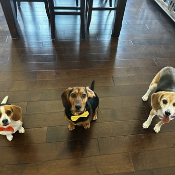 Hap-E-Dog Natural Food & Barkery - Dog Approved! Plus fun trip for them! - Pet Stores Near Me - Henderson, Nevada Hap-E-Dog Natural Food & Barkery - Dog Approved! Plus fun trip for them! - Pet Stores Near Me - Henderson, Nevada