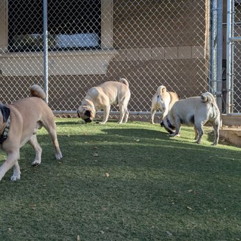 Second Home Pet Resort - Pet Groomers Near Me - Phoenix, Arizona Second Home Pet Resort - Pet Groomers Near Me - Phoenix, Arizona