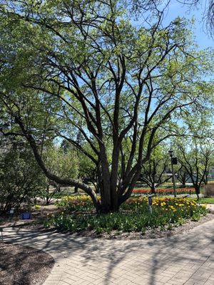 Lilacia Park by null