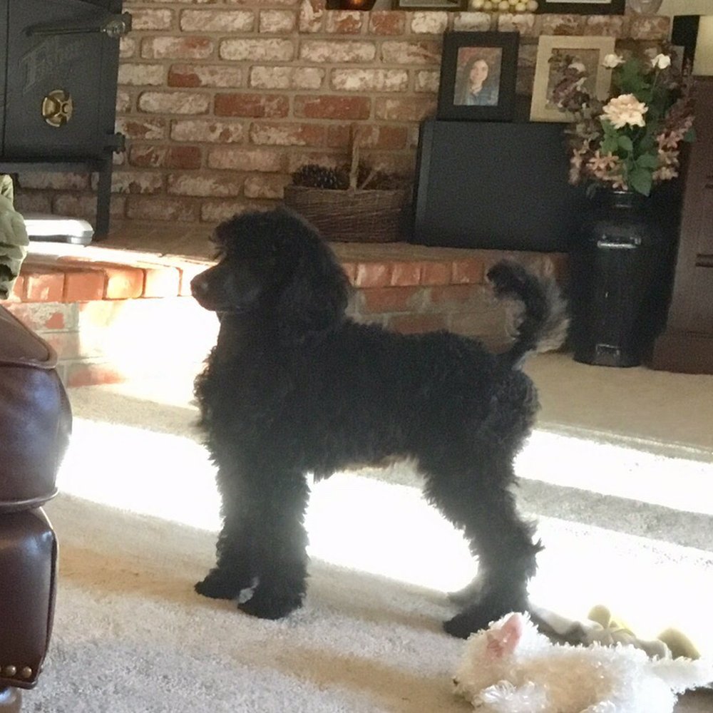 Posh Paws Pet Salon - Pet Groomers Near Me - Modesto, California