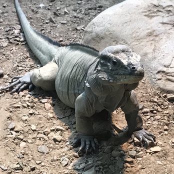 Denver Zoo - Rhinoceros iguana - Zoos Near Me - Denver, Colorado Denver Zoo - Rhinoceros iguana - Zoos Near Me - Denver, Colorado