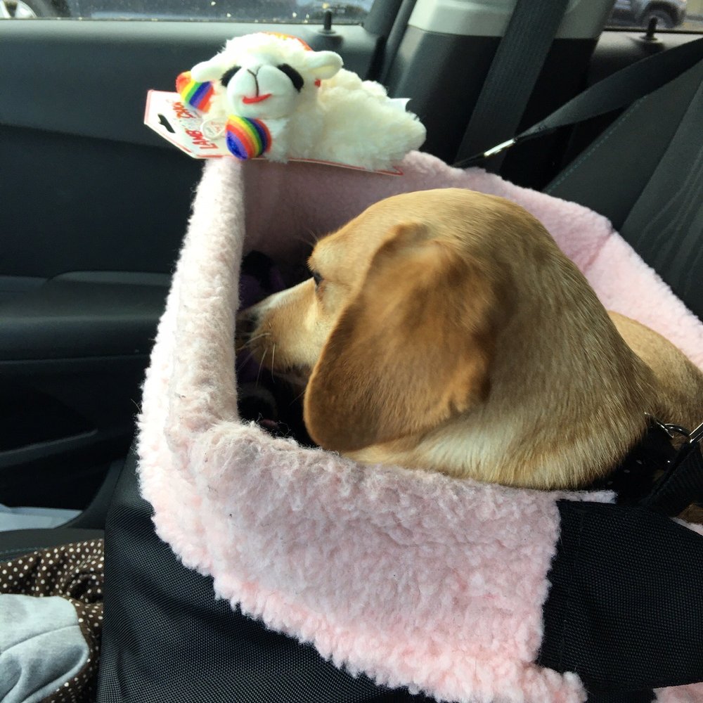 Trip to Pet Co to get a new lamb chop! Trip to Pet Co to get a new lamb chop!