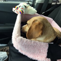 Trip to Pet Co to get a new lamb chop!