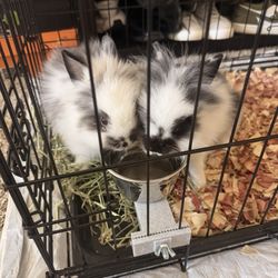 Pet Supermarket - The 2 rabbits purchased after. This is their traveling cage. Both also infected with Coccidia & 1 died the other is also dying.