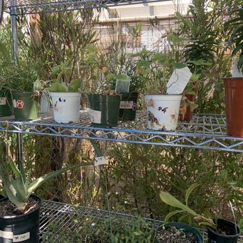 Tansy - the sad plants - Home Decor Near Me - Burbank, California