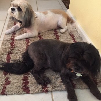 Doggie Depot - Pet Groomers Near Me - Brentwood, California