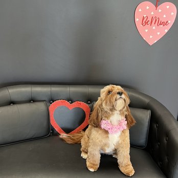 PrimePet Grooming - Pet Groomers Near Me - North Hampton, New Hampshire