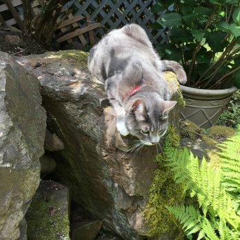 The Whisker Sitter - Exploring the rockery - Pet Sitting Near Me The Whisker Sitter - Exploring the rockery - Pet Sitting Near Me