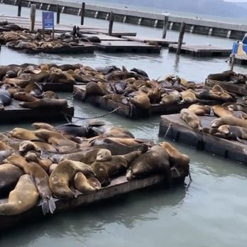 PIER 39 - Shopping Centers Near Me - San Francisco, California