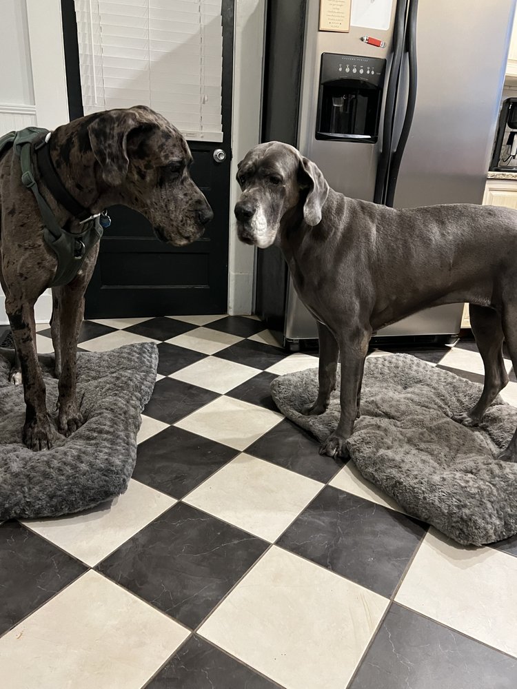 ELI’S WORLD FAMOUS DOG LODGING Updated July 2024 Request