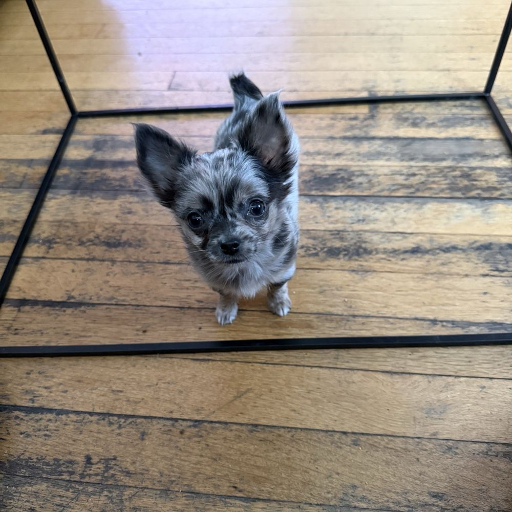 Baxter's Chihuahuas - Pet Breeders Near Me - Amity, Pennsylvania