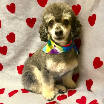 Jessy’s Paw Spa - Henry thinks of Jessy's as his second home - Pet Groomers Near Me