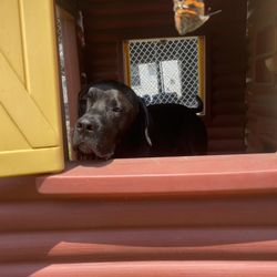 Norwichtown Pet Resort & Spa - Ruger Bear with a butterfly