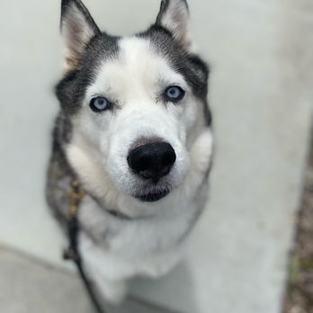 My Spoiled Pet - Pet Sitting Near Me - Oceanside, California