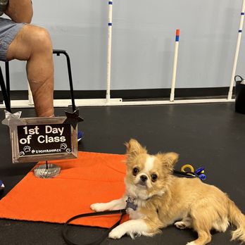 Zoom Room Dog Training - First day of class! - Pet Training Near Me - Culver City, California Zoom Room Dog Training - First day of class! - Pet Training Near Me - Culver City, California