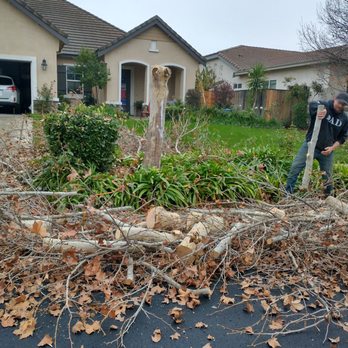 Pixleys Tree Service - Tree Services Near Me Pixleys Tree Service - Tree Services Near Me