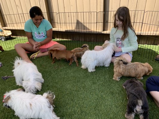PUPPIES AND REPTILES FOR PARTIES - Updated June 2024 - 150 Photos & 133
