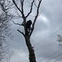 Photo of Barkin Trees & Landscaping