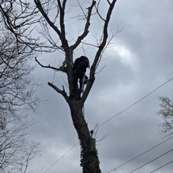 Barkin Trees & Landscaping