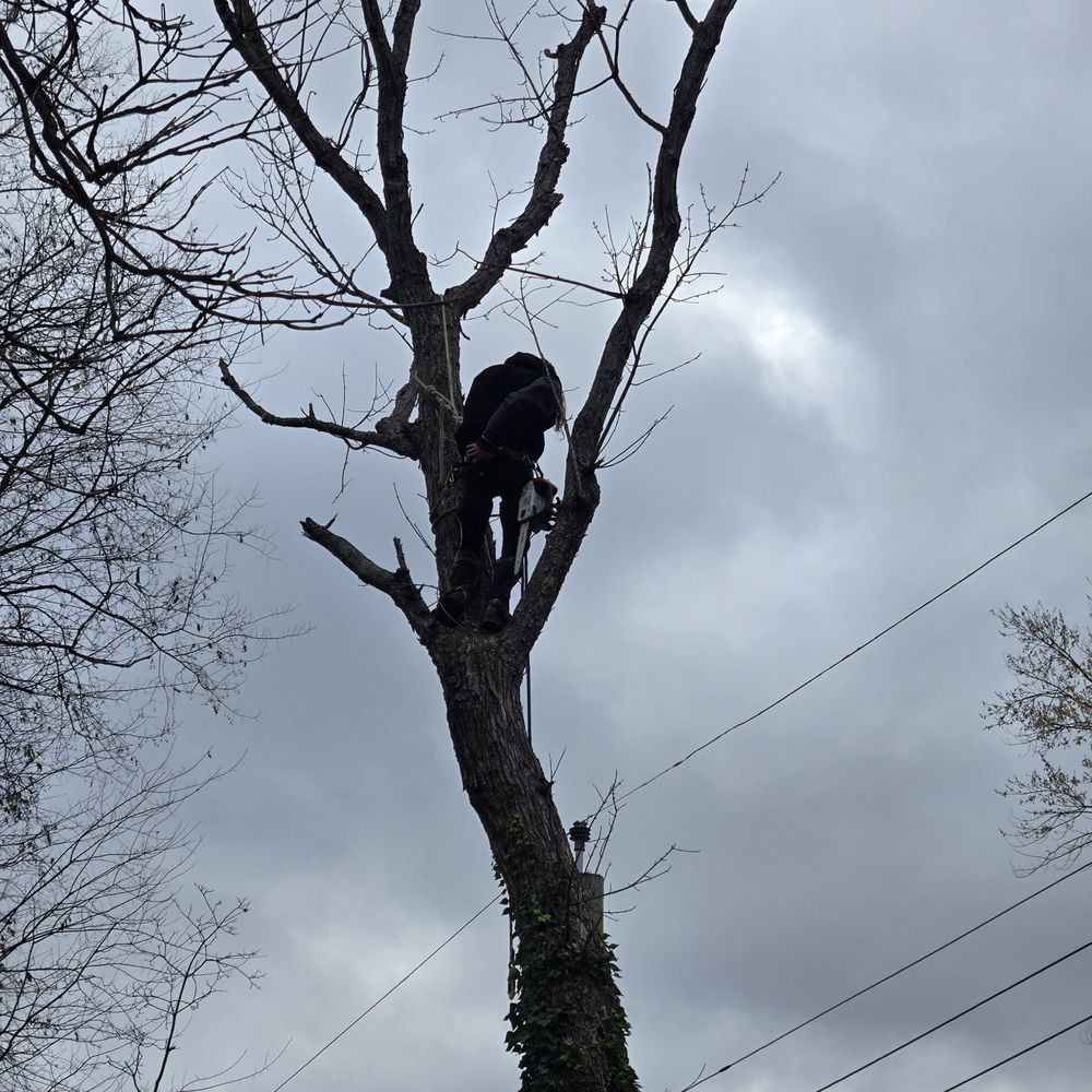 Barkin Trees & Landscaping - tree service in Knoxville, TN