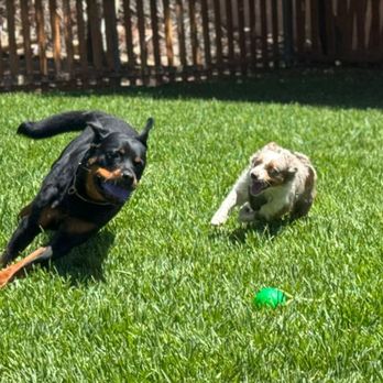 Topline K9 Services - Rupert loves playing with Fame, no one chases and runs better than them! - Pet Training Near Me - Perris, California Topline K9 Services - Rupert loves playing with Fame, no one chases and runs better than them! - Pet Training Near Me - Perris, California