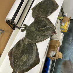 Lori’s Fish Market - Special order turbot