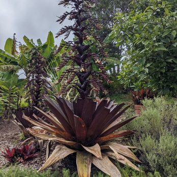 Ali'i Kula Lavender - Tours Near Me - Kula, Hawaii Ali'i Kula Lavender - Tours Near Me - Kula, Hawaii