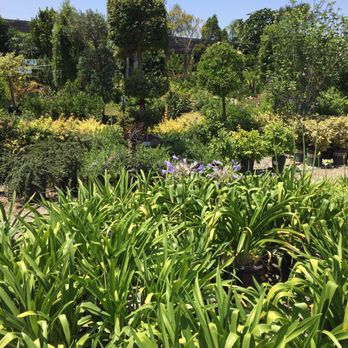 Louie's Nursery - Nurseries & Gardening Near Me - Riverside, California Louie's Nursery - Nurseries & Gardening Near Me - Riverside, California